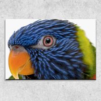 Foto auf Leinwand Farbiger Papagei 90x60 cm