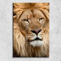 Foto auf Leinwand Löwen Ansicht 90x60 cm