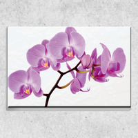Foto auf Leinwand Rosa Orchidee 90x60 cm