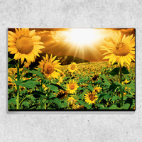 Foto auf Leinwand Sonnenblume 90x60 cm